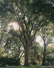 American elm: Ulmus americana