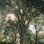 American elm: Ulmus americana