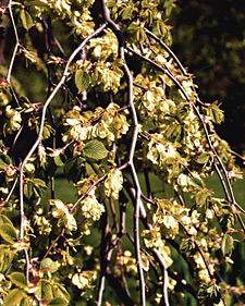Camperdown elm: Ulmus glabra Camperdownii