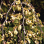 Camperdown elm: Ulmus glabra Camperdownii