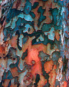 Chinese elm: Ulmus parvifolia