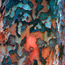 Chinese elm: Ulmus parvifolia