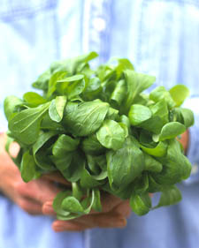 Mache: Valerianella locusta 