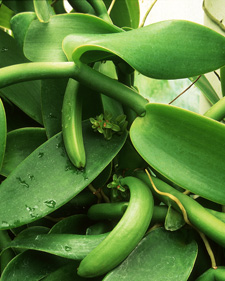 Vanilla: Vanilla planifolia