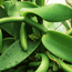 Vanilla: Vanilla planifolia