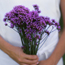 Tall verbena: Verbena bonariensis