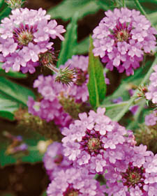 Verbena: Verbena rigida Polaris