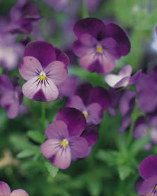 Viola: Viola Sorbet Purple Duet