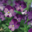 Viola: Viola Sorbet Purple Duet