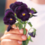 Pansy: Viola x wittrockiana Black Prince