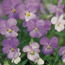 Viola: Viola Sorbet Yesterday, Today and Tomorrow