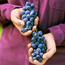 Grape: Vitis labrusca Concord