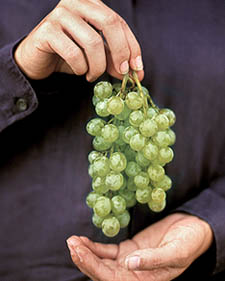 White grape: Vitis labrusca Lakemont