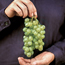 White grape: Vitis labrusca Lakemont