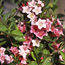 Old-fashioned weigela: Weigela florida Carnaval