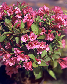 Old-fashioned weigela: Weigela florida Minuet