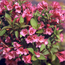 Old-fashioned weigela: Weigela florida Minuet
