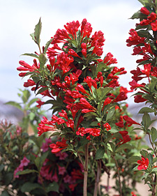 Old fashioned weigela: Weigela florida Red Prince