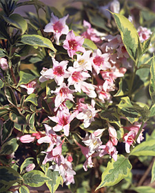 Old-fashioned weigela: Weigela florida Variegata