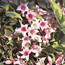 Old-fashioned weigela: Weigela florida Variegata