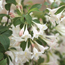 Old-fashioned weigela: Weigela florida White Knight