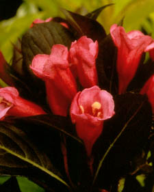 Old fashioned weigela: Weigela florida Wine and Roses