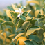 Calamondin orange: x Citrofortunella microcarpa Variegata