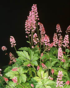 Heucherella: x Heucherella Dayglow Pink