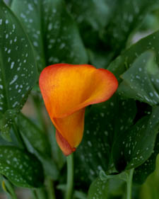 Calla lily: Zantedeschia aethiopica Flame