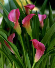 Calla lily: Zantedeschia aethiopica Garnet Glow