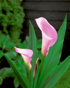 Calla lily: Zantedeschia aethiopica Heather Gem