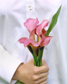 Calla lily: Zantedeschia aethiopica Lavender Gem