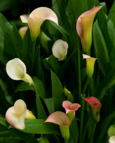 Calla lily: Zantedeschia aethiopica Pink Giant