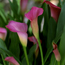 Calla lily: Zantedeschia aethiopica Rose Gem