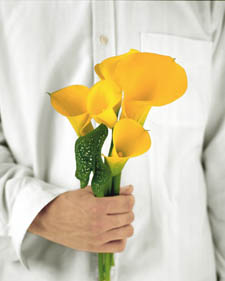 Calla lily: Zantedeschia aethiopica Yellow Mammoth