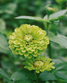 Zinnia: Zinnia elegans Envy