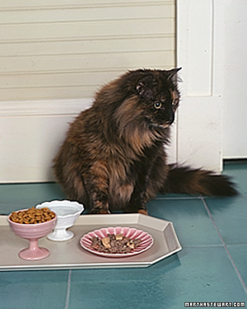 Pet Food Basics