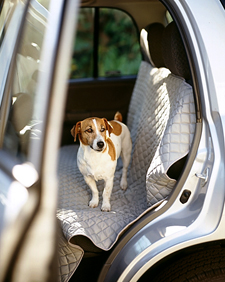Traveling with Pets