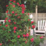 Planting Shrubs