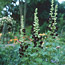 Planting Annuals