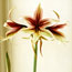 Amaryllis