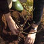 Planting Roses