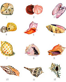 Beachcombing
