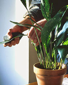 Cleaning Houseplants