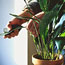 Cleaning Houseplants