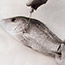 Filleting a Fish
