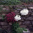 Crevice Gardening