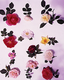 Hearty Rose Shrubs