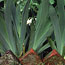 Garden Edging
