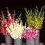 Easy Perennials